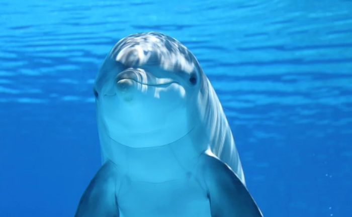 Otvara se prva ambulanta za delfine