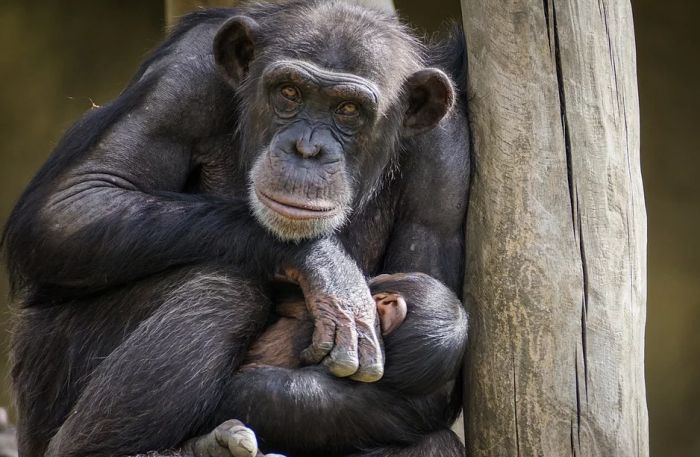 Zoo vrt u Bratislavi zbog virusa korona zatvorio paviljon s primatima