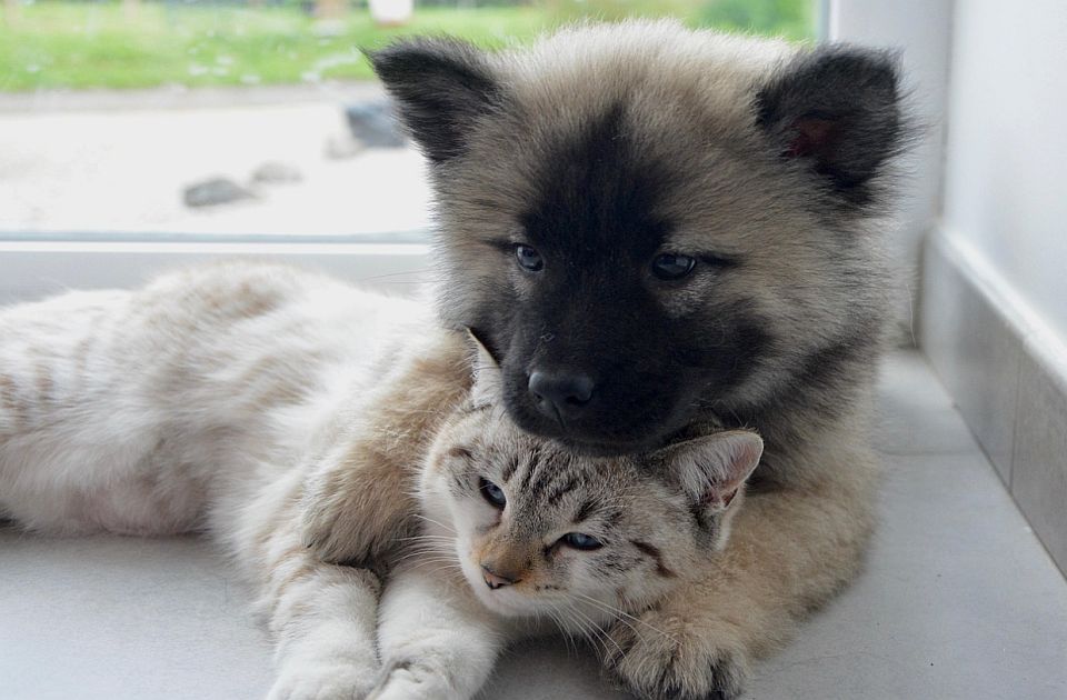 Zašto je pravilna hidratacija ključna za zdravlje ljubimaca?