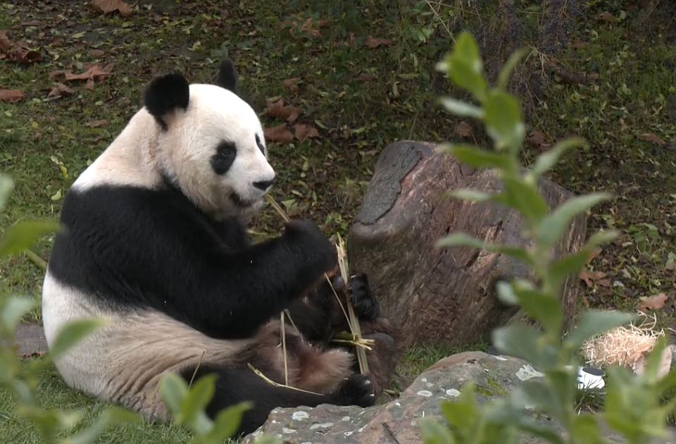 VIDEO: Francuzi se opraštaju od para džinovskih pande koje će biti vraćene u Kinu