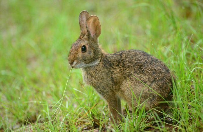 Novi Zeland oslobađa virus da pobije zečeve