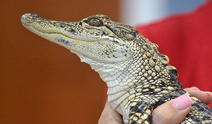 Jedanaest beba krokodila pobeglo iz australijskog parka