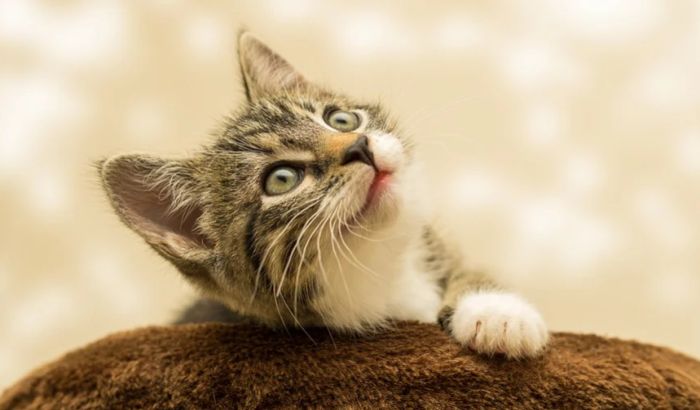 U Francuskoj prvi slučaj infekcije mačke virusom korona, preneo joj vlasnik