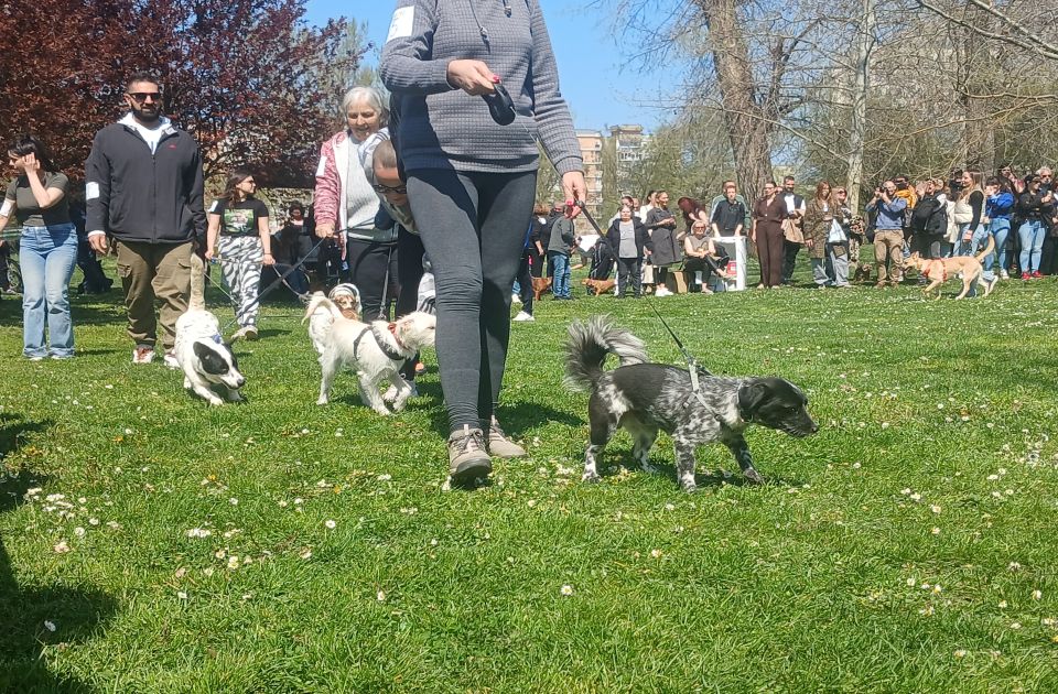 "Zoohigijena" tokom prošle godine uhvatila više od 3.000 pasa i mačaka u Novom Sadu