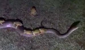 VIDEO: Žabe na leđima pitona bežale pred poplavom