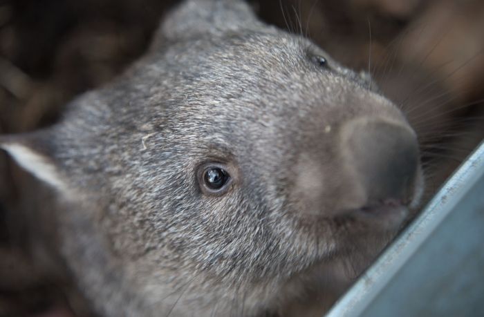 Vombati tokom australijskih požara ispali slučajni heroji