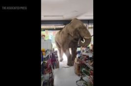 VIDEO Slon u radnji na Tajlandu: Pojeo grickalice, banane i sendvič