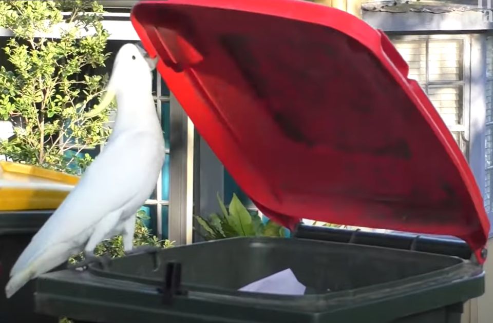 VIDEO Kakadu papagaji se prilagođavaju životu u gradu: Naučili da otvaraju česme i kante VIDEO Kakadu papagaji se prilagođavaju životu u gradu: Naučili da otvaraju česme i kante