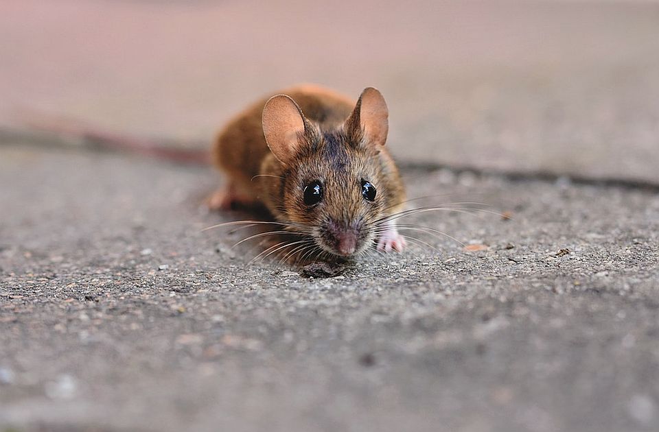 Vrtić u Subotici "pun živih i mrtvih miševa", roditelji zabrinuti