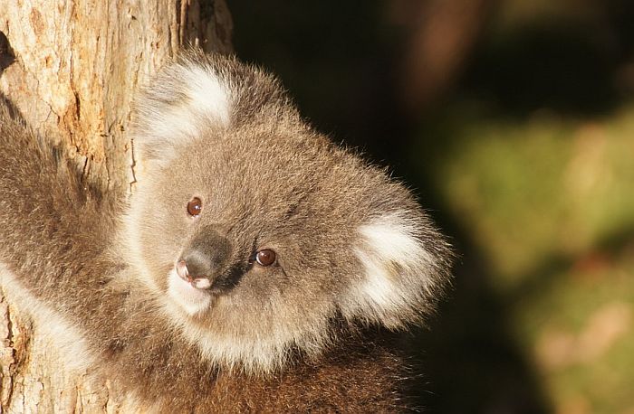 FOTO: Beba koala ne odvaja se od mame koja je operisana