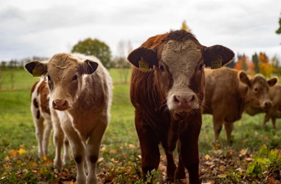 VIDEO: Naučnici treniraju krave da koriste "toalet" kako bi smanjili zagađenje planete