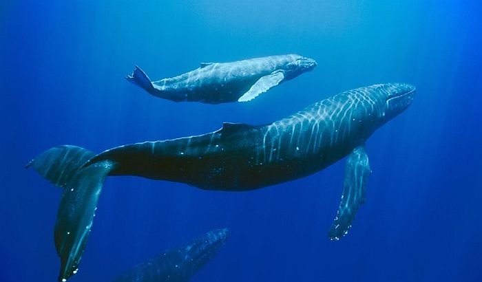 VIDEO: Bebe i mame kitovi se došaptavaju da izbegnu predatore