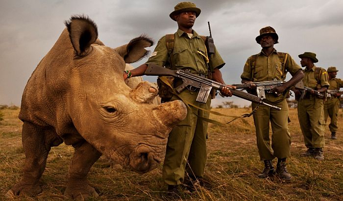 Mužjak belog nosoroga dobio profil na Tinderu kako bi njegova vrsta preživela