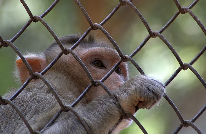 Naučnici se žale: Nestašica majmuna na kojima bismo testirali vakcinu protiv korone