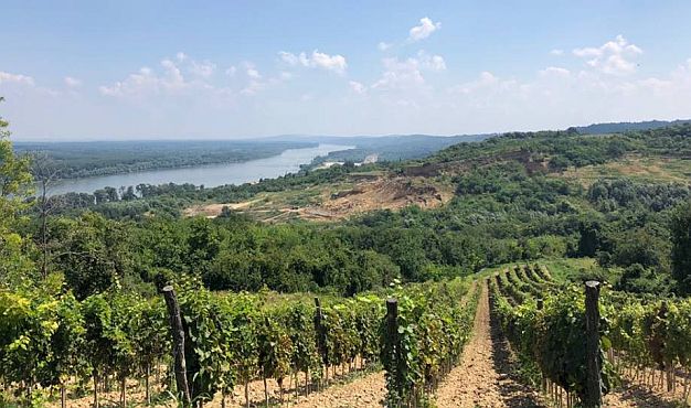 Izložba "Karlovački vinogradari i vinari" od danas u Sremskim Karlovcima