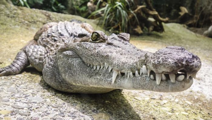 Prekršio izolaciju da bi otišao na pecanje, pa ga pojeo krokodil