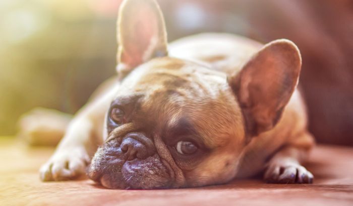 Istraživaće se da li psi mogu da "nanjuše" virus korona