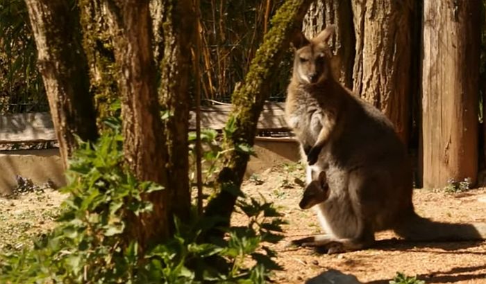 Životinjama u zoo vrtu u Ljubljani nedostaju posetioci