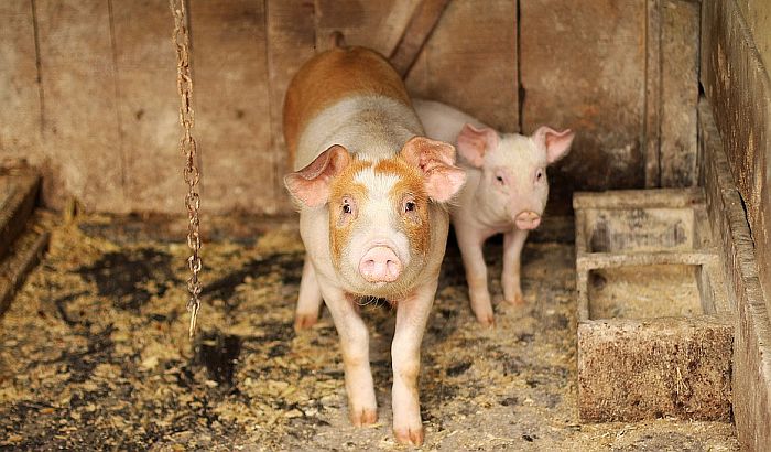 Na gubitku uzgajivači svinja i kupci, nakupci profitiraju