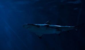 Izumiranje ajkula i raža signal propadanja Sredozemnog mora