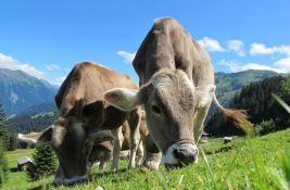 Uskoro stižu krave koje će podrigivati manje metana 