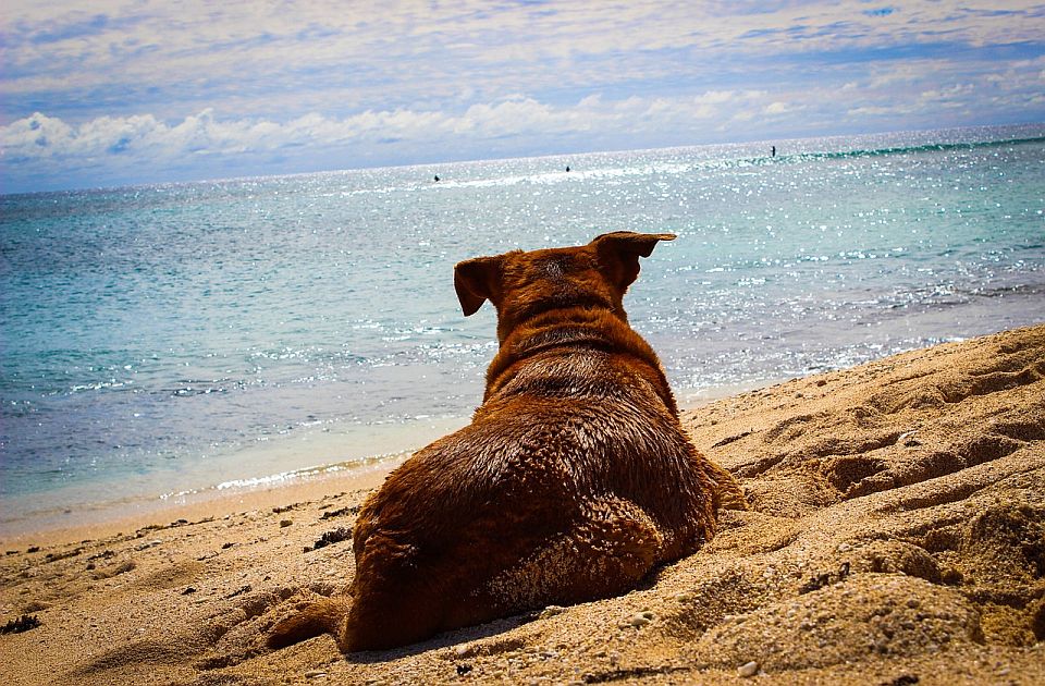 Potukli se zbog psa na plaži u Hrvatskoj, rezultat - slomljen nožni prst i napuknut ručni zglob