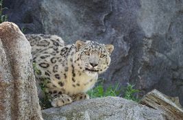 VIDEO: Leopard uleteo u prodavnicu alkohola u Indiji i napao prodavca