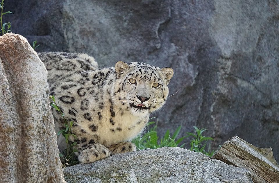 VIDEO: Leopard uleteo u prodavnicu alkohola u Indiji i napao prodavca