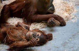 Kupili 12.000 ulaznica da pomognu zoo vrtu u vreme pandemije