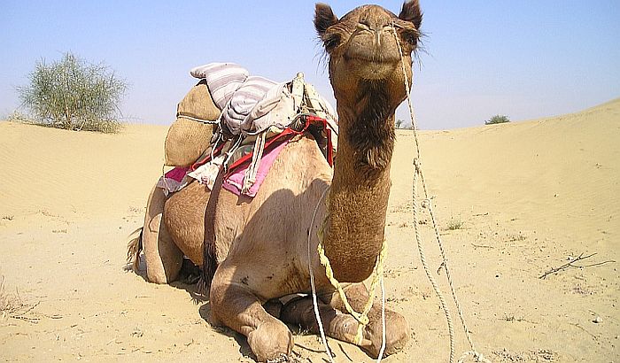 Opština Lebane kupuje kamile