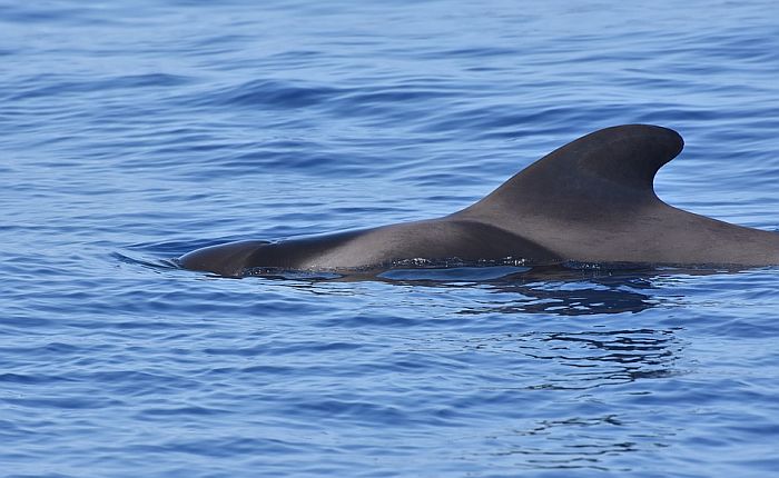 Japan se povlači iz komisije za lov na kitove, ubijaće ih kako god želi