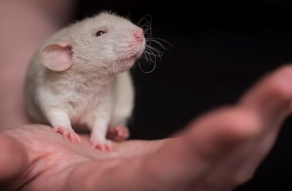 FOTO Umetnik eksperimentom pokazao: Pacovi vole da prave selfije