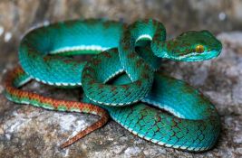 U pećinama Kambodže otkrivene nove vrste: fluorescentne tirkizne i otrovne 