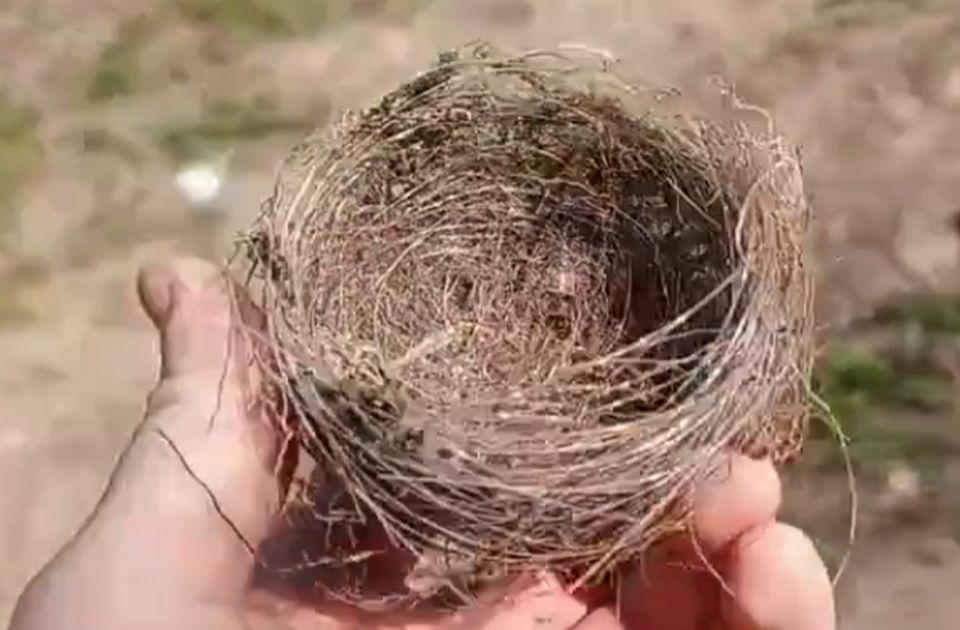 VIDEO: U Ukrajini ptice prave gnezda od optičkih vlakana