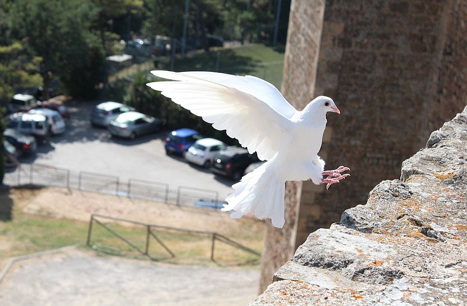 FOTO: Goluba ofarbali u ružičasto za žurku povodom otkrivanja pola deteta, udruženja reagovala