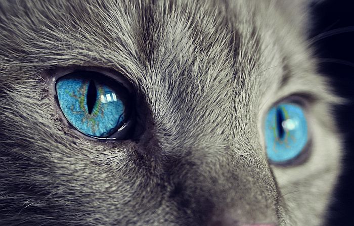 Zašto mačke imaju uspravne zenice?