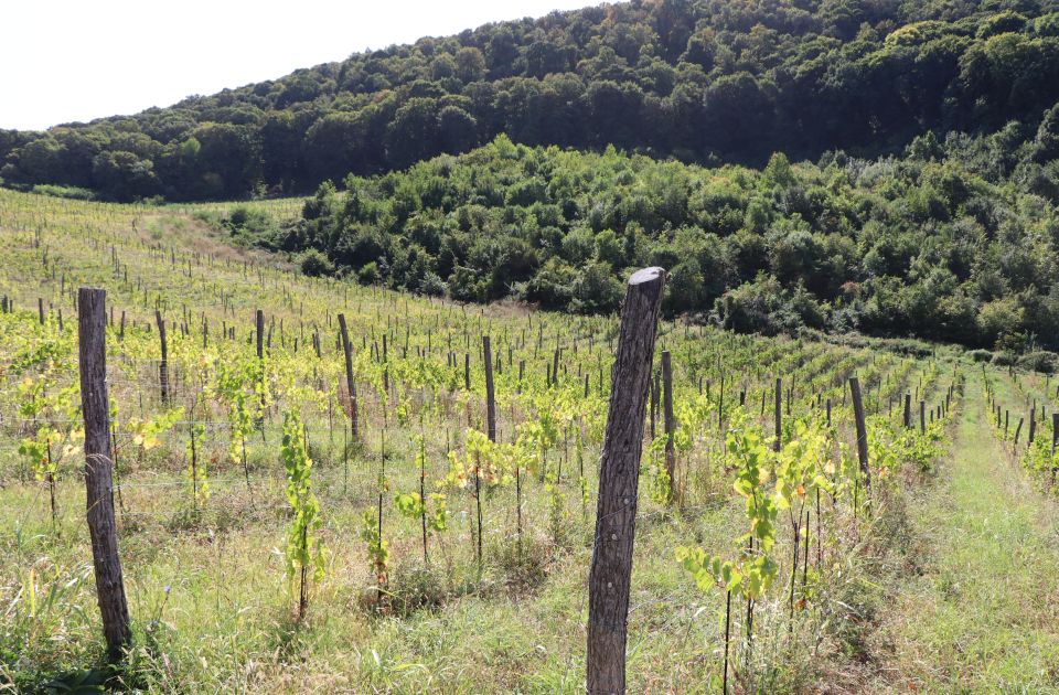 FOTO Gradiće se bungalovi sa vinskim podrumom u Sremskim Karlovcima: Evo kako će izgledati