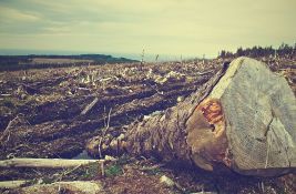NVO traže reakciju tužilaštva povodom nelegalne seče šume u dolini Jadra