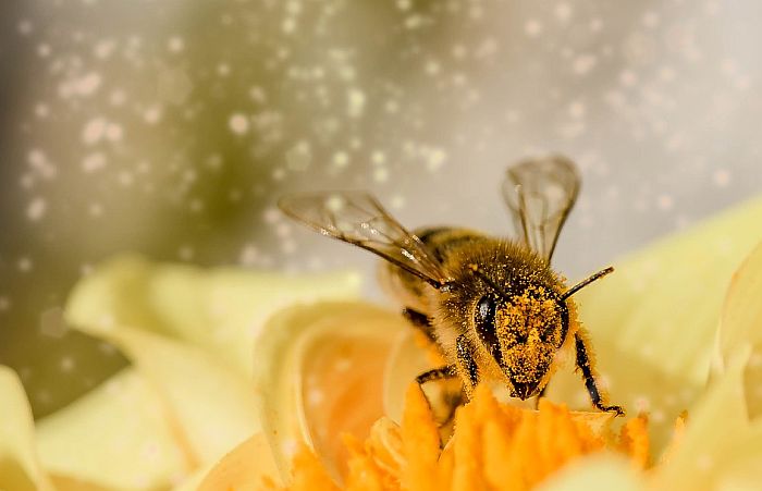 Tim za preporod sela Srbije: Pčelarstvo siguran i isplativ posao