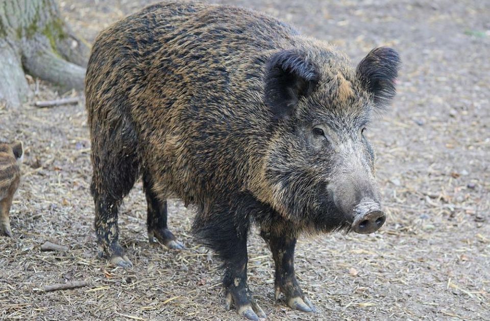 VIDEO: Divlja svinja zalutala u kozmetički salon u Poljskoj i uništila ga