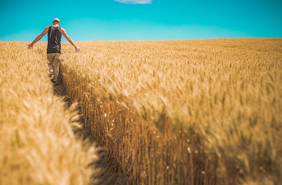 Velika analiza: Nije kriv samo rat - globalna je kriza hrane