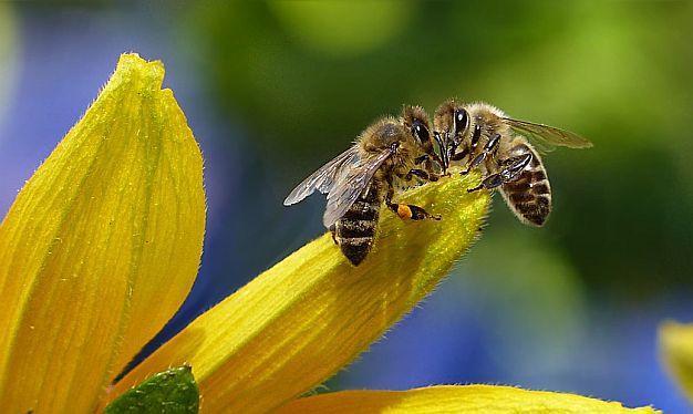 Neophodne veće subvencije za organsku proizvodnju meda