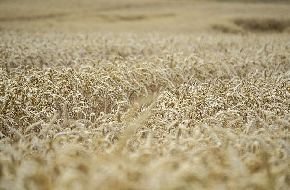 Poljoprivrednici: Žetva pšenice u Srbiji počinje ranije, troškovi će nadmašiti prihode 