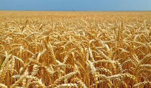  Pšenica iz Srbije najskuplja u regionu, zbog cene nekonkurentna za izvoz