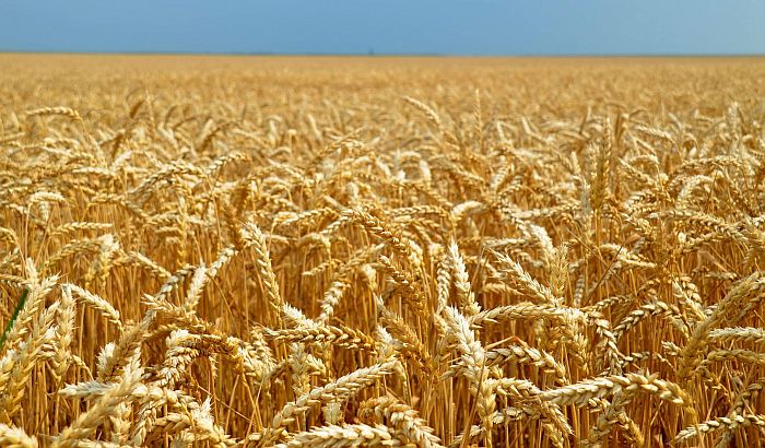  Pšenica iz Srbije najskuplja u regionu, zbog cene nekonkurentna za izvoz