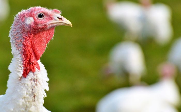Britanija će ubiti 10.500 ćurki zbog ptičjeg gripa