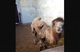 SSP upozorava na pomor životinja u Zoo vrtu Palić, uprava demantuje