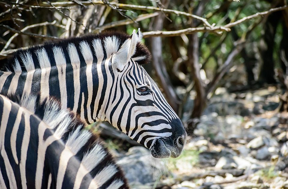 Zebra povredila dete i dvoje odraslih u Zoo vrtu u Beogradu