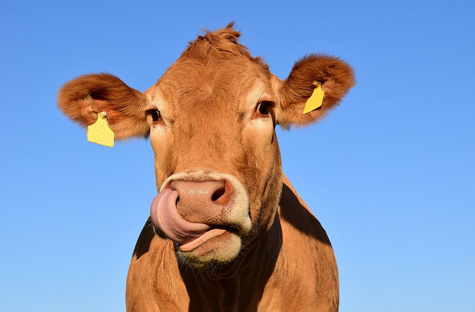 Obezbeđene cisterne sa vodom za životinje na Suvoj planini Obezbeđene cisterne sa vodom za životinje na Suvoj planini