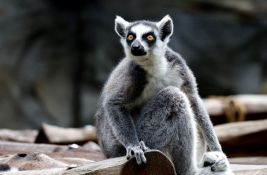 FOTO: Najstariji lemur na svetu ušao u Ginisovu knjigu rekorda - dobio i posebnu tortu